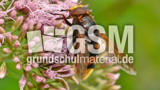 Hornissen-Schwebfliege (4).jpg